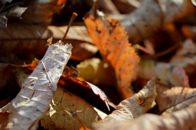 Close-up of dry autumn leaves