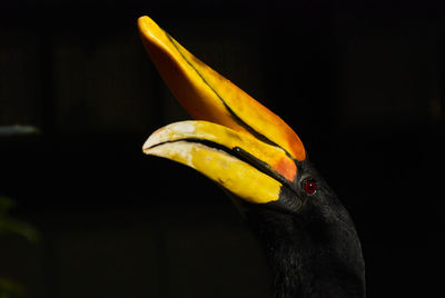 Close-up of yellow bird over black background