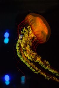 Close-up of jellyfish swimming in aquarium