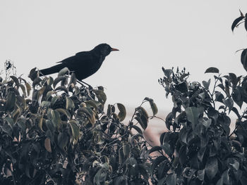 Low angle view of bird perching on tree against sky