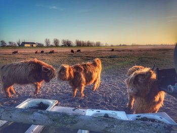 Longhorn cattle in the nature paddock