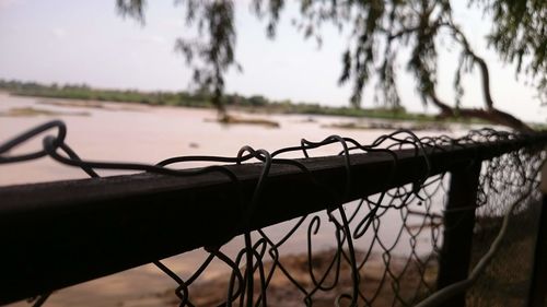 Close-up of metal fence against trees