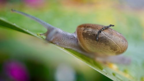 Close-up of snail on leaf