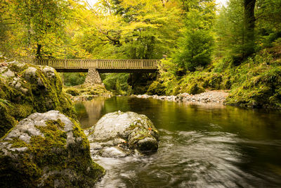 Bridge over river in forest