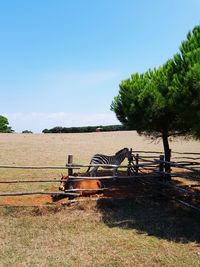 Trees on field against sky