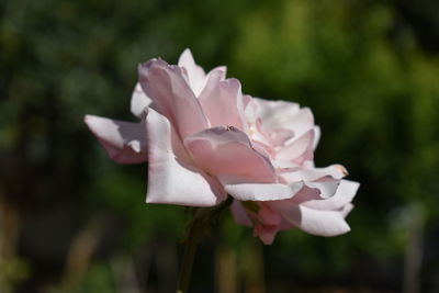 Close-up of pink rose