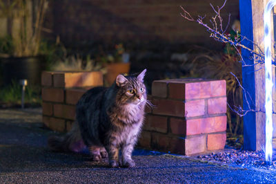 Portrait of cat sitting outdoors