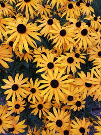 Close-up of yellow flowers