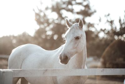 White horse in ranch