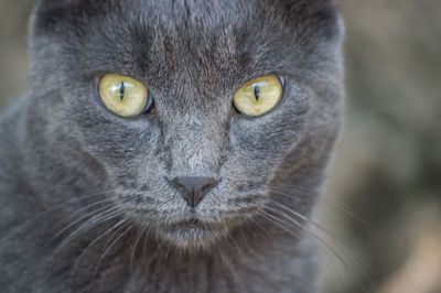 Close-up of cat