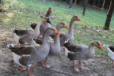 Flock of birds on field