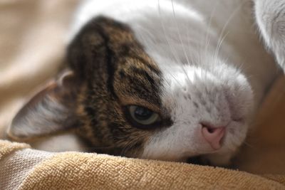 Close-up portrait of cat lying on sofa