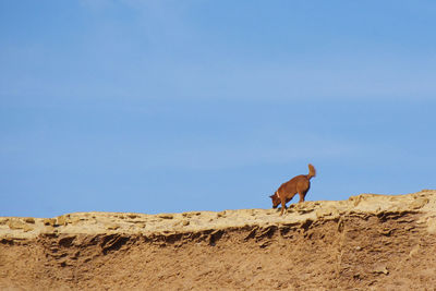 View of a horse on the ground