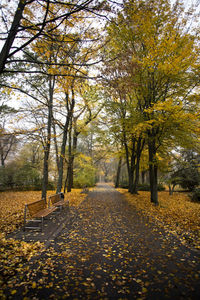 Trees in park during autumn