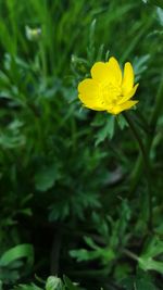 Close-up of yellow flower blooming outdoors