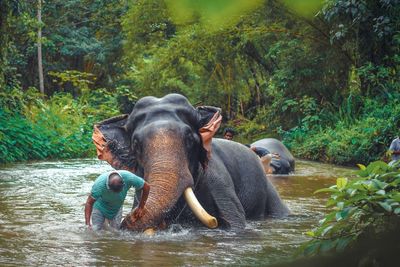 View of elephant in river