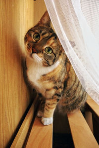 High angle view of cat sitting on hardwood floor