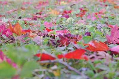 Close-up of plants during autumn