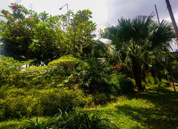 Scenic view of palm trees against sky