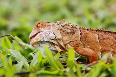 Close-up of lizard on field