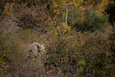 View of a reptile in the forest