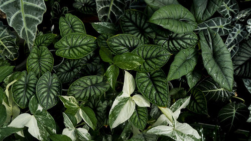 Alocasia background dark foliage syngonium variegated albo dark alocasia