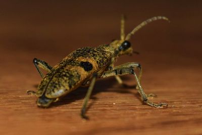 Close-up of caterpillar on wood