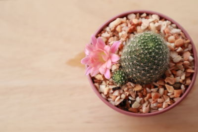 High angle view of pink flowers in bowl on table