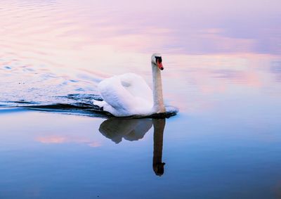 Close-up of swan swimming in lake