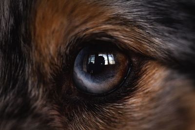 Close-up of dog eye