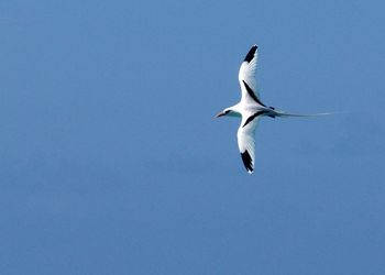 Low angle view of seagull flying against blue sky