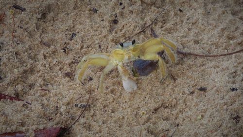 Close-up of crab on sand