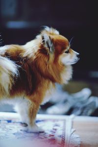 Close-up of dog looking away