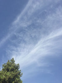 Low angle view of tree against sky