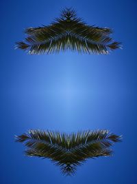 Low angle view of coconut palm tree against blue sky