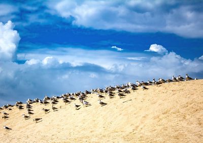 Flock of birds on sand