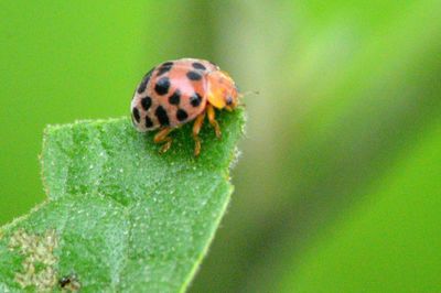 Close-up of ladybug on leaf