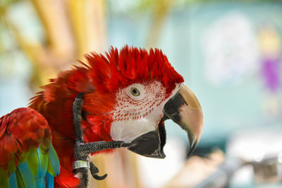 Close-up of parrot perching on branch