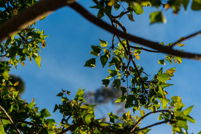 Low angle view of tree against sky