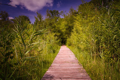 Footpath amidst trees and plants against sky