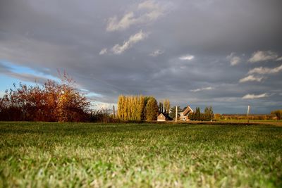 Trees on field against sky