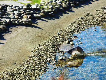 High angle view of bird in water