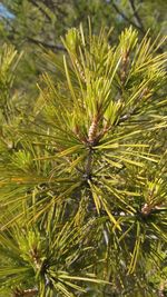 Close-up of pine tree