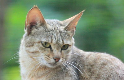 Close-up portrait of cat