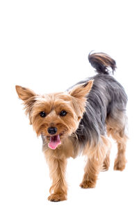 Portrait of dog over white background