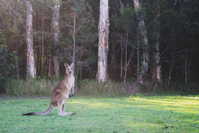 Dog standing in forest