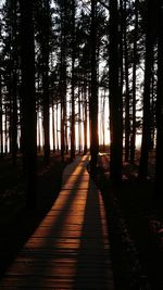 Silhouette of trees in forest