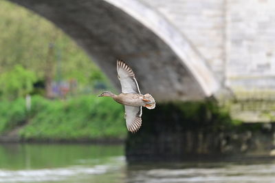 Bird flying over lake