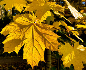 Close-up of yellow maple leaves