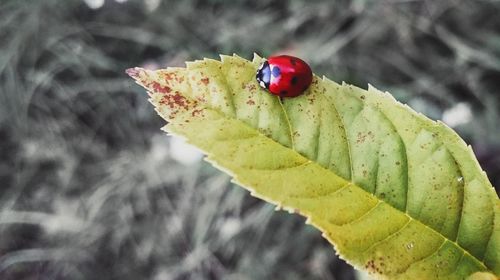 Close-up of ladybug on leaf